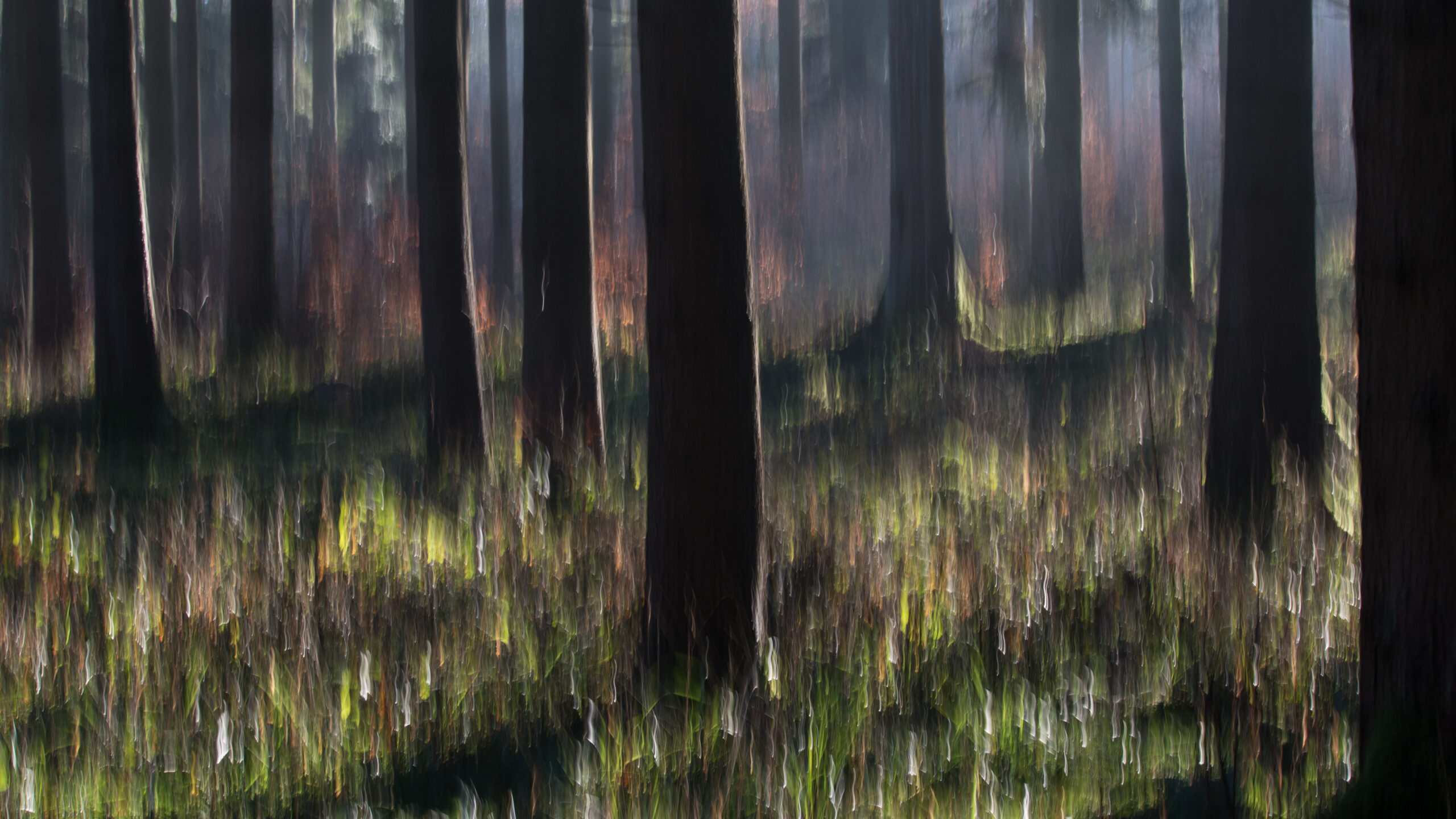 Zauberwald